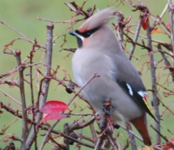 20101031-250-fugler009