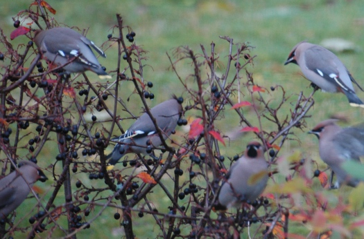 20101031-525-fugler004