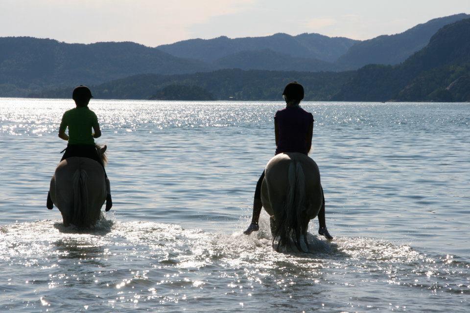 hestebilde eikefjordnett